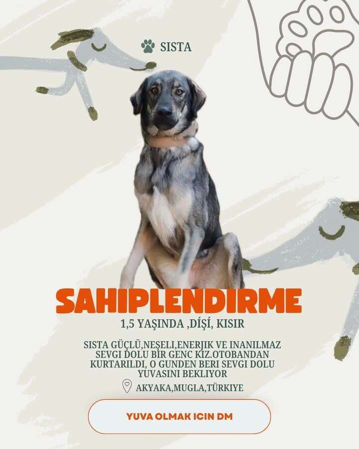 Akyaka’da 20 Köpek Yuva Bekliyor: Hayvanseverlerden Sahiplenme Çağrısı 6